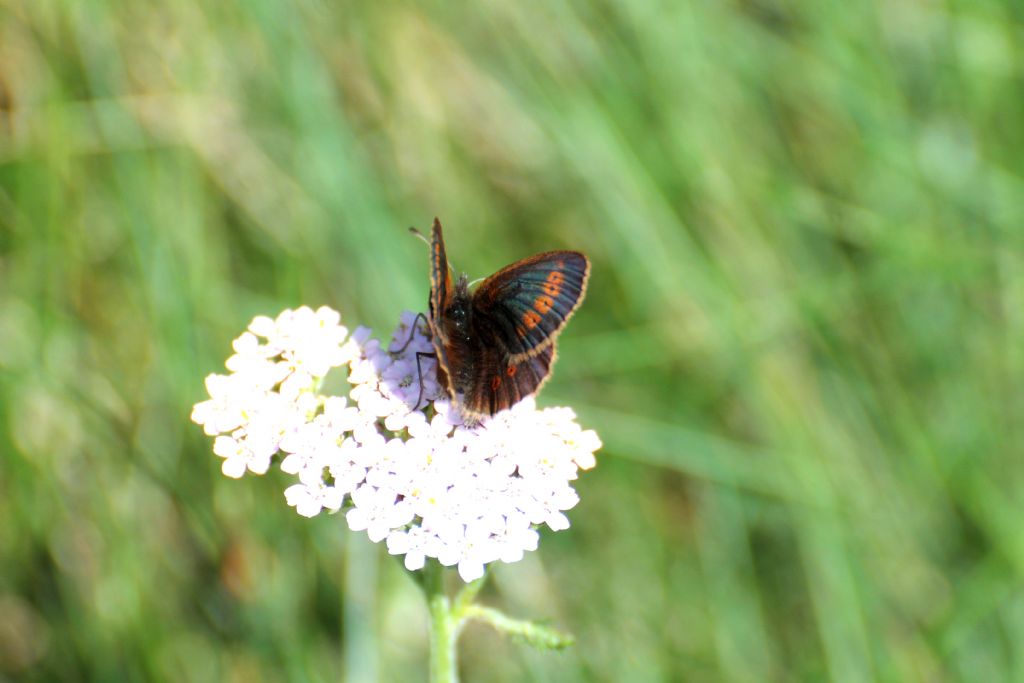 Erebia melampus? S�